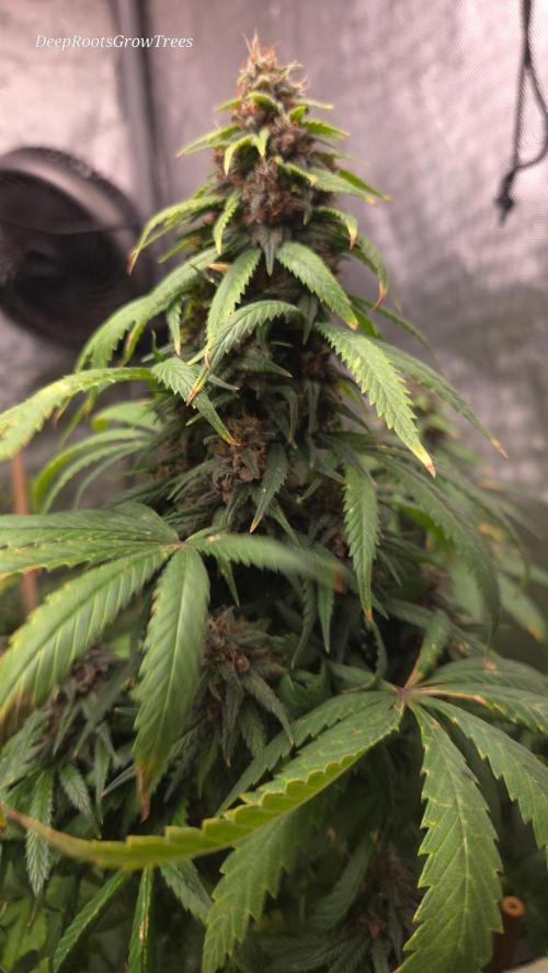 SPECIAL GROW CBD/THC. Week 17