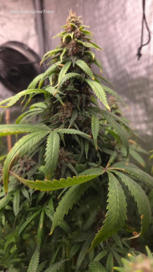 SPECIAL GROW CBD/THC. Week 17