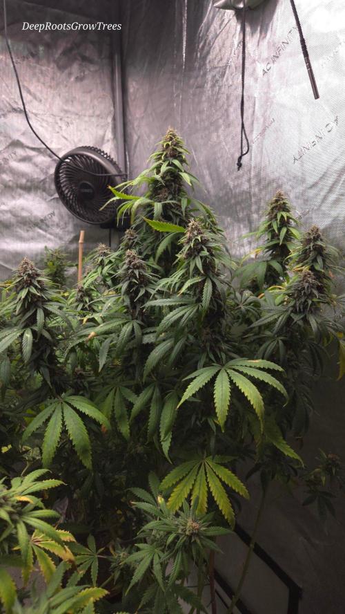 SPECIAL GROW CBD/THC. Week 17