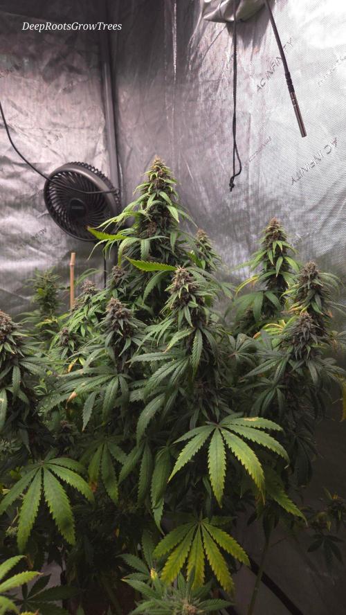 SPECIAL GROW CBD/THC. Week 17