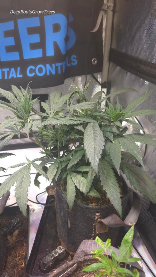 GOLOSA DELICIOUS SEED. Week 7