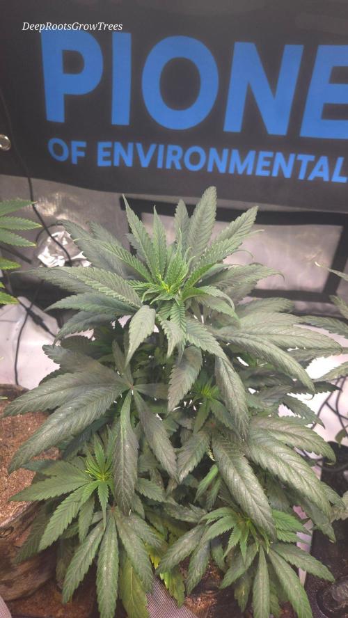 GOLOSA DELICIOUS SEED. Week 7