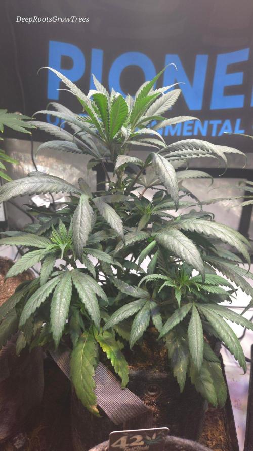 GOLOSA DELICIOUS SEED. Week 7