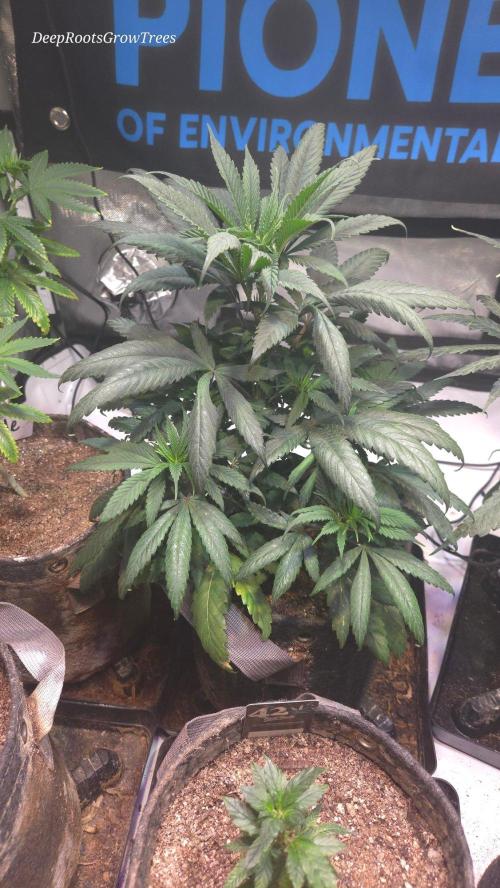 GOLOSA DELICIOUS SEED. Week 7