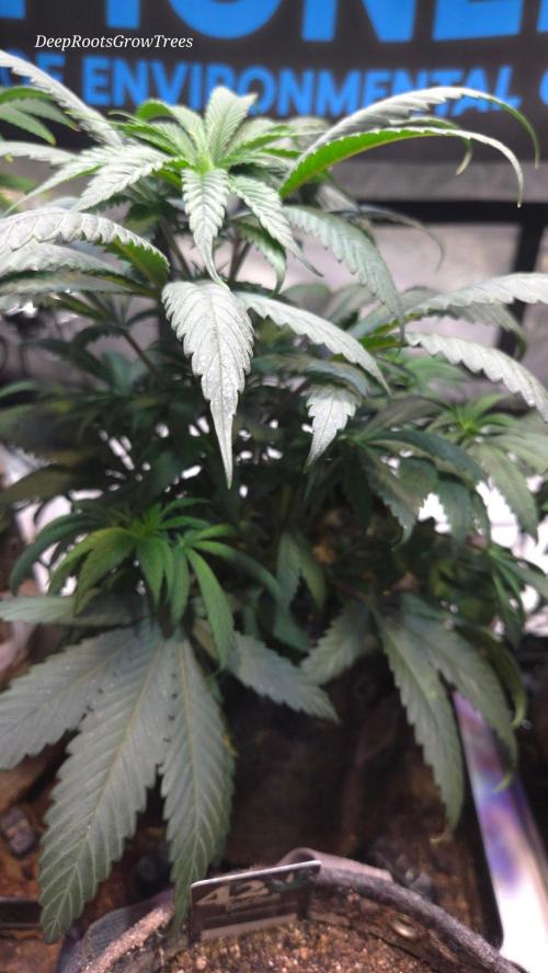 GOLOSA DELICIOUS SEED. Week 7
