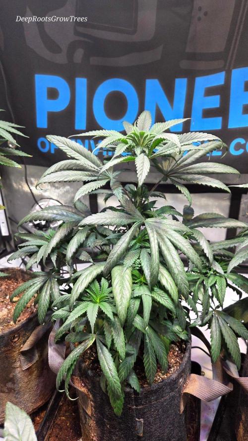 GOLOSA DELICIOUS SEED. Week 8