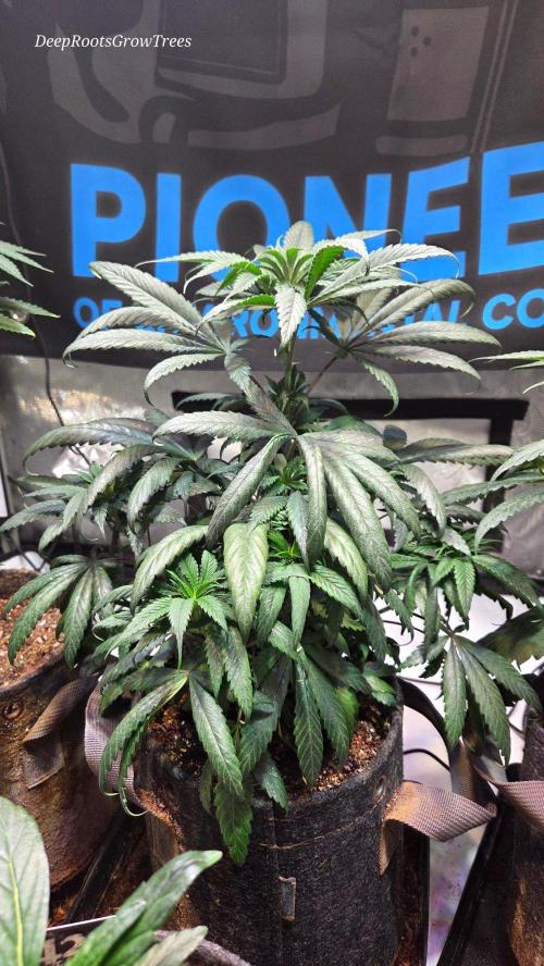 GOLOSA DELICIOUS SEED. Week 8