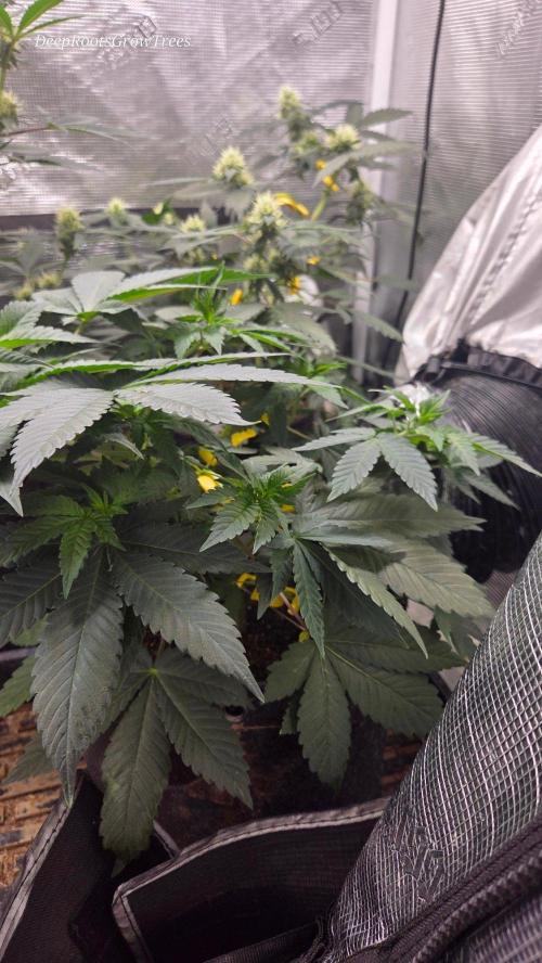 SKUNK #1 AUTOMAATIC. Week 7