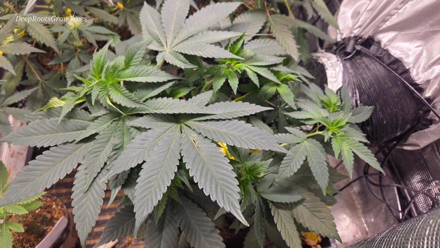 SKUNK #1 AUTOMAATIC. Week 7