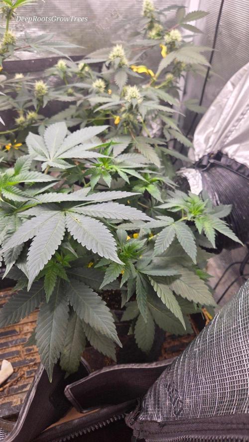 SKUNK #1 AUTOMAATIC. Week 7