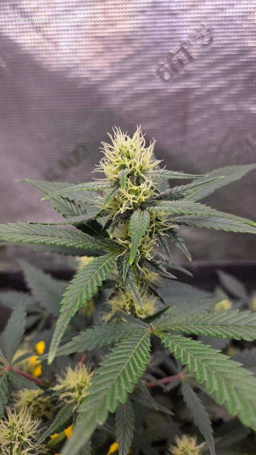 GODFATHER OG AUTO. Week 8