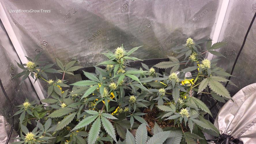 GODFATHER OG AUTO. Week 8