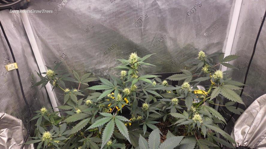 GODFATHER OG AUTO. Week 8