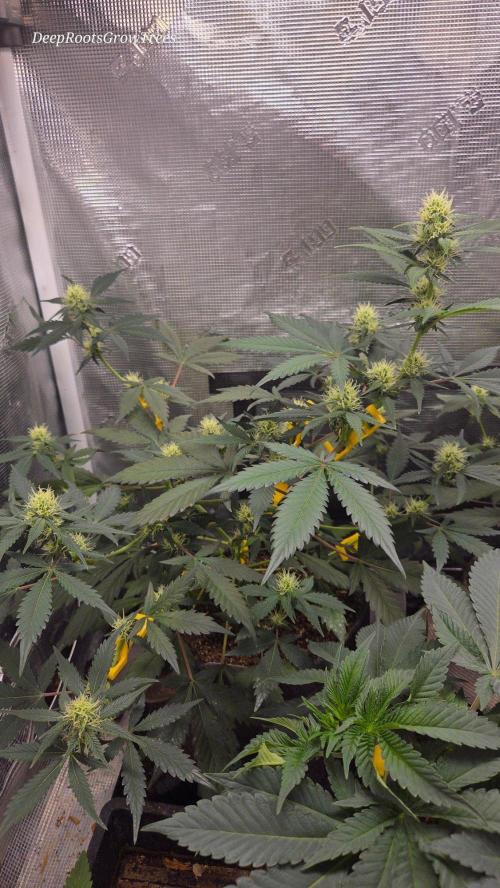 GODFATHER OG AUTO. Week 8