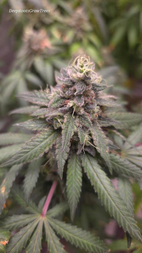 GG4 SHERBERT FF / FASTBUDS 420. Week 17