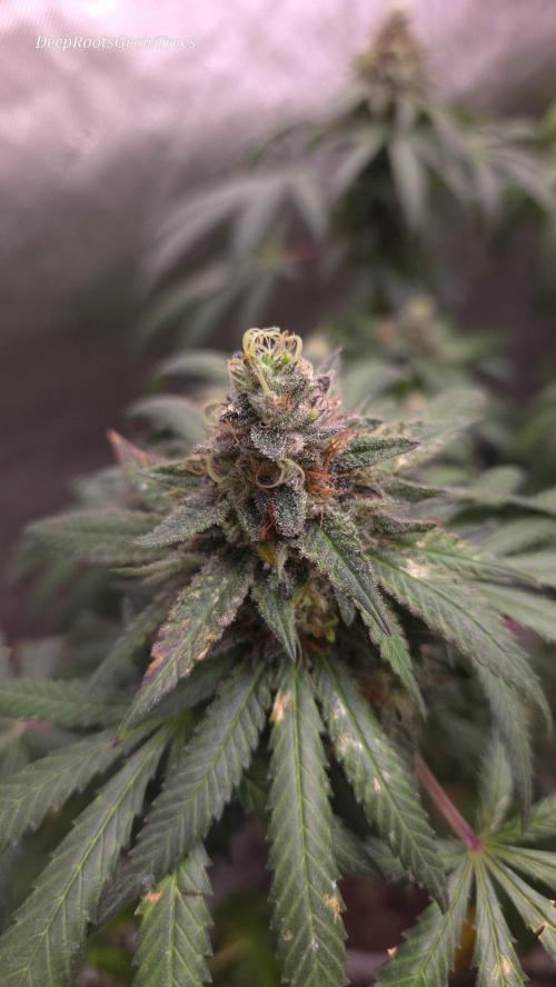 GG4 SHERBERT FF / FASTBUDS 420. Week 17
