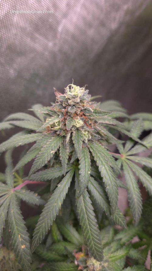 GG4 SHERBERT FF / FASTBUDS 420. Week 17