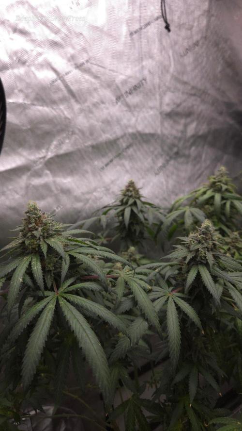 GG4 SHERBERT FF / FASTBUDS 420. Week 17