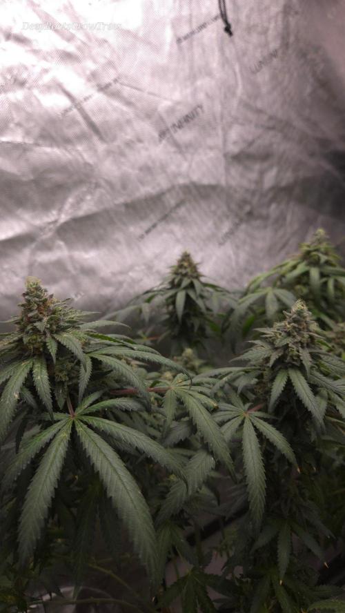 GG4 SHERBERT FF / FASTBUDS 420. Week 17