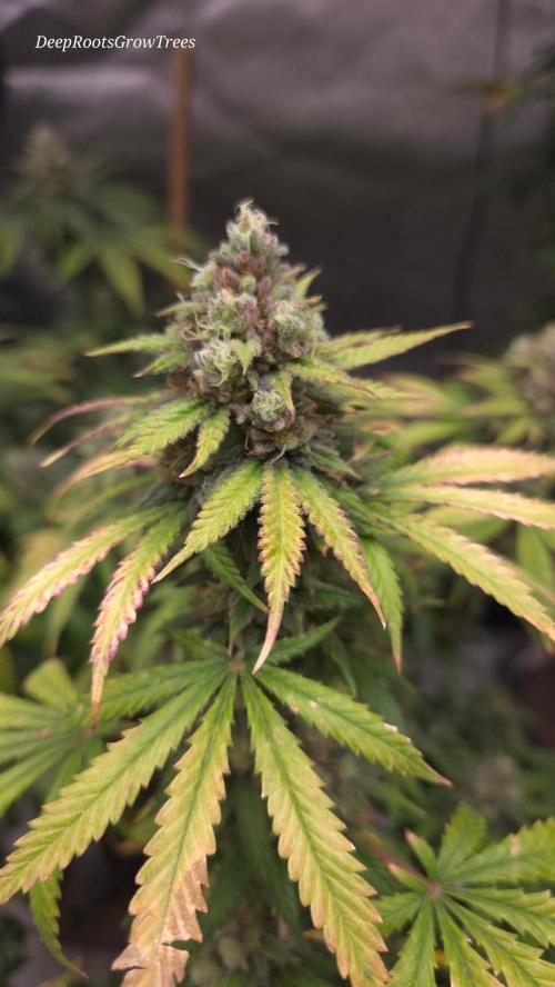 ORANGE 🍊 SHERBERT / FASTBUDS 420. Week 17
