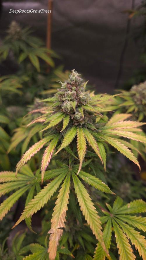 ORANGE 🍊 SHERBERT / FASTBUDS 420. Week 17