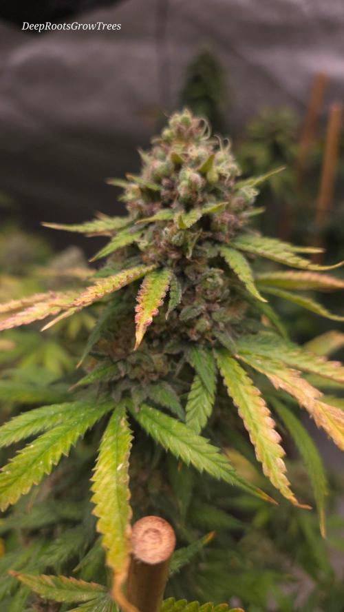 ORANGE 🍊 SHERBERT / FASTBUDS 420. Week 17