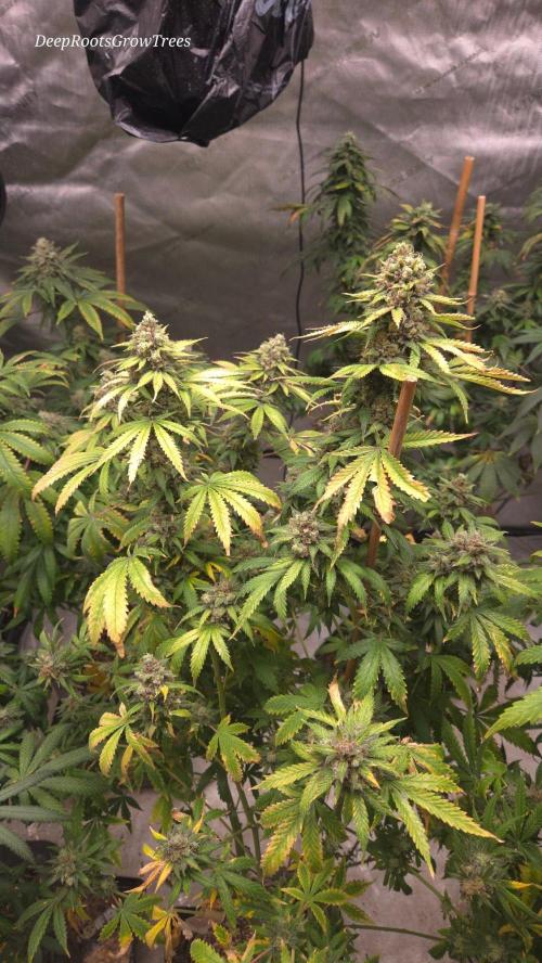 ORANGE 🍊 SHERBERT / FASTBUDS 420. Week 17