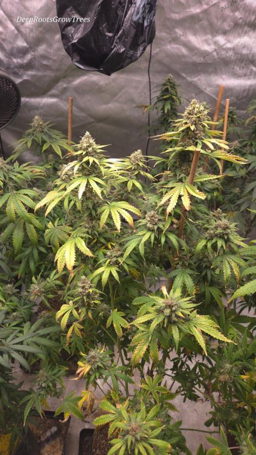 ORANGE 🍊 SHERBERT / FASTBUDS 420. Week 17