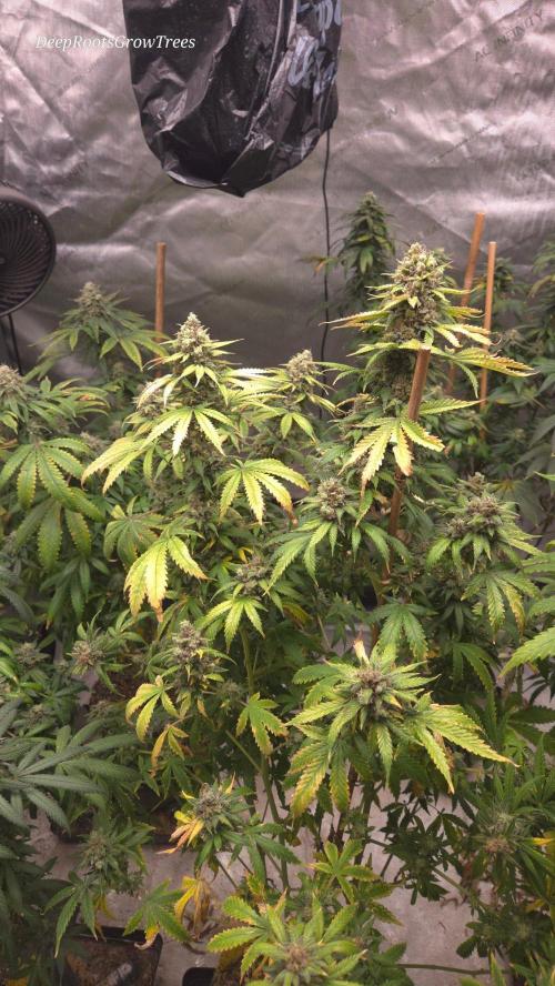 Orange Sherbet FF. Week 17