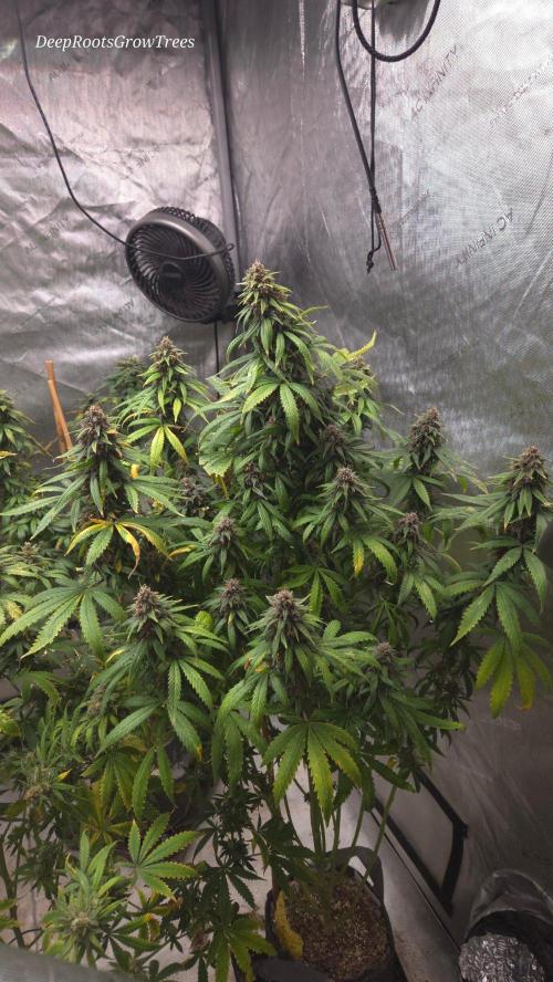 SPECIAL GROW CBD/THC. Week 18
