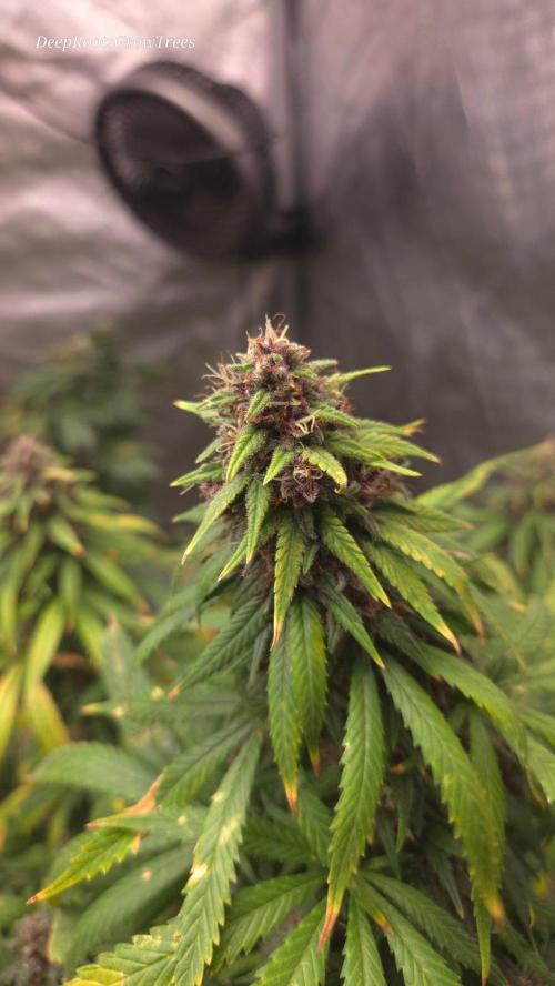 SPECIAL GROW CBD/THC. Week 18