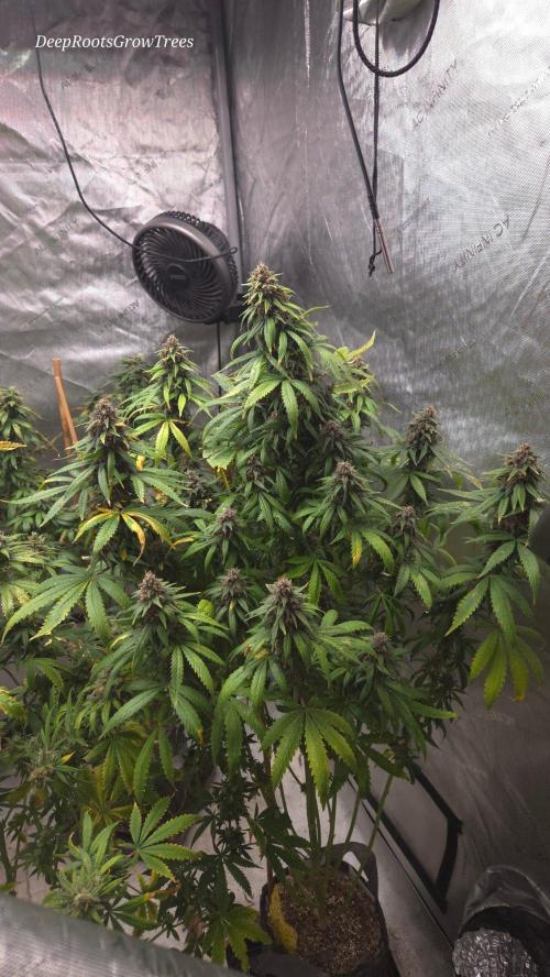 SPECIAL GROW CBD/THC. Week 18