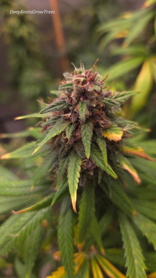 SPECIAL GROW CBD/THC. Week 18