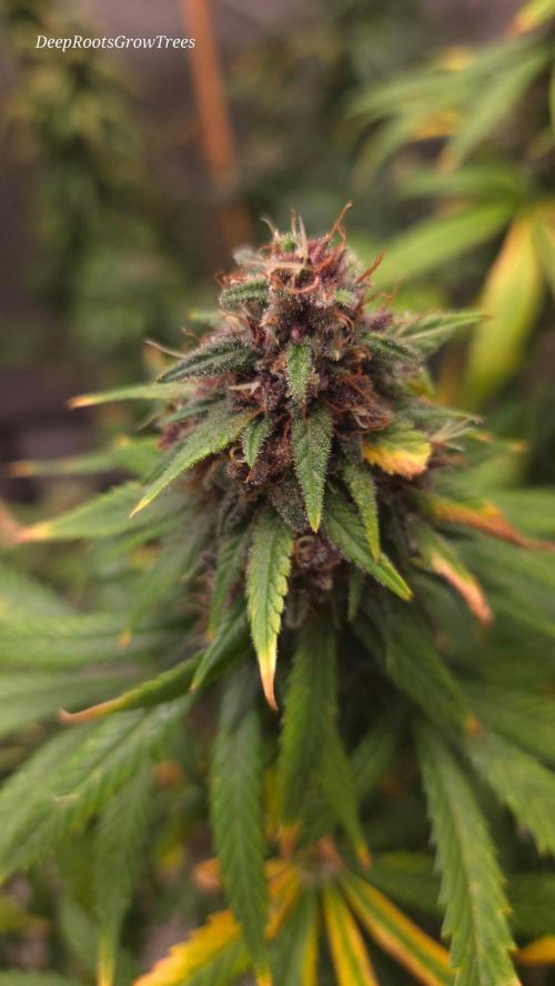 SPECIAL GROW CBD/THC. Week 18