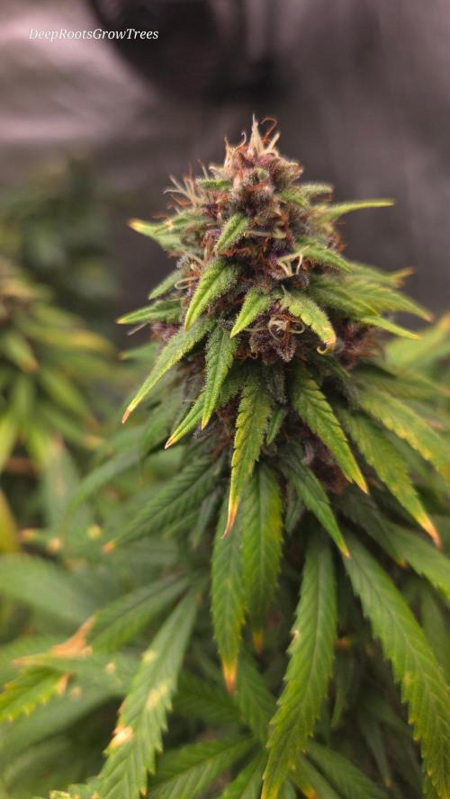 SPECIAL GROW CBD/THC. Week 18