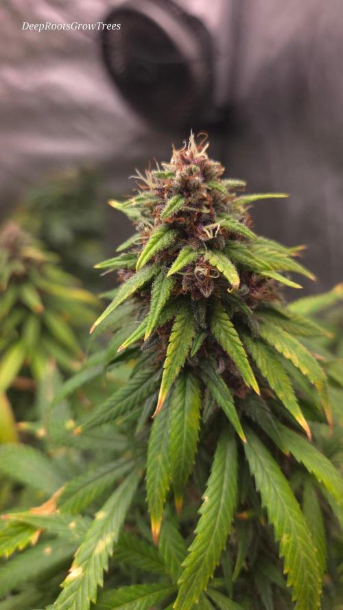 SPECIAL GROW CBD/THC. Week 18