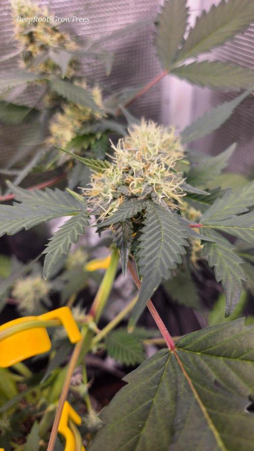 GODFATHER OG AUTO. Week 9