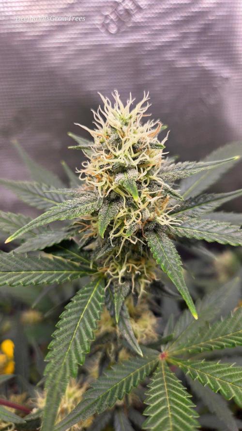 GODFATHER OG AUTO. Week 9