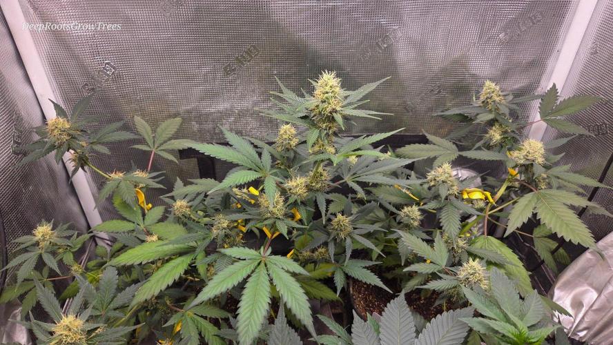 GODFATHER OG AUTO. Week 9