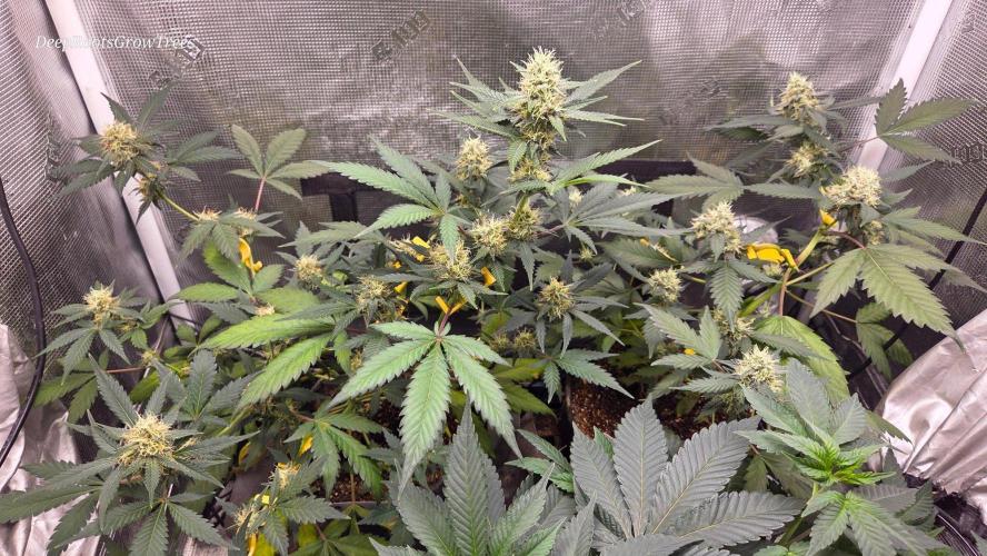 GODFATHER OG AUTO. Week 9