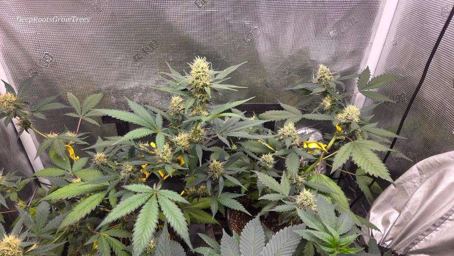 GODFATHER OG AUTO. Week 9
