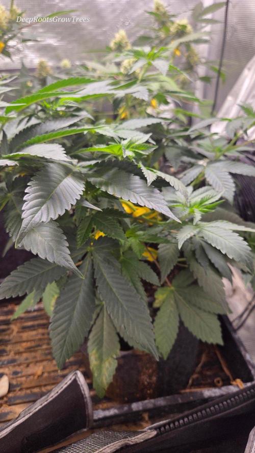 SKUNK #1 AUTOMAATIC. Week 8