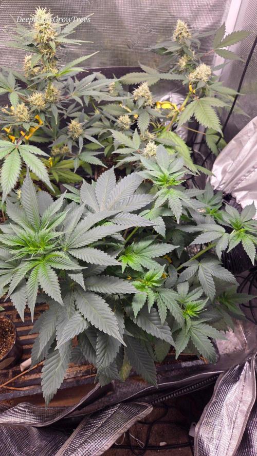 SKUNK #1 AUTOMAATIC. Week 8