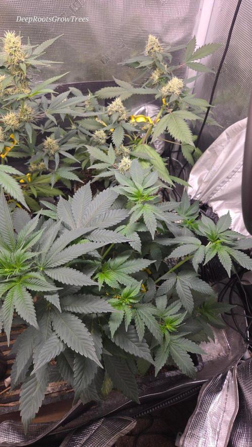 SKUNK #1 AUTOMAATIC. Week 8