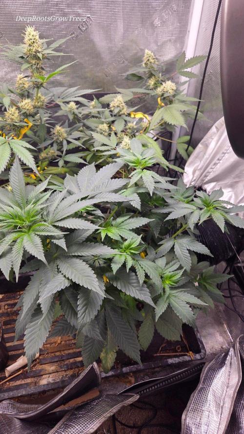 SKUNK #1 AUTOMAATIC. Week 8