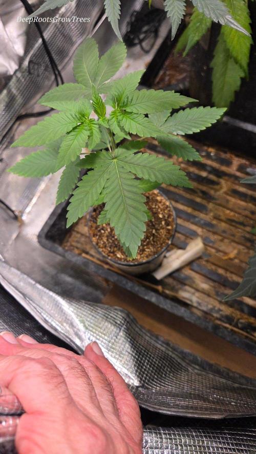 SKUNK #1 AUTOMATIC PLANT B. Week 4
