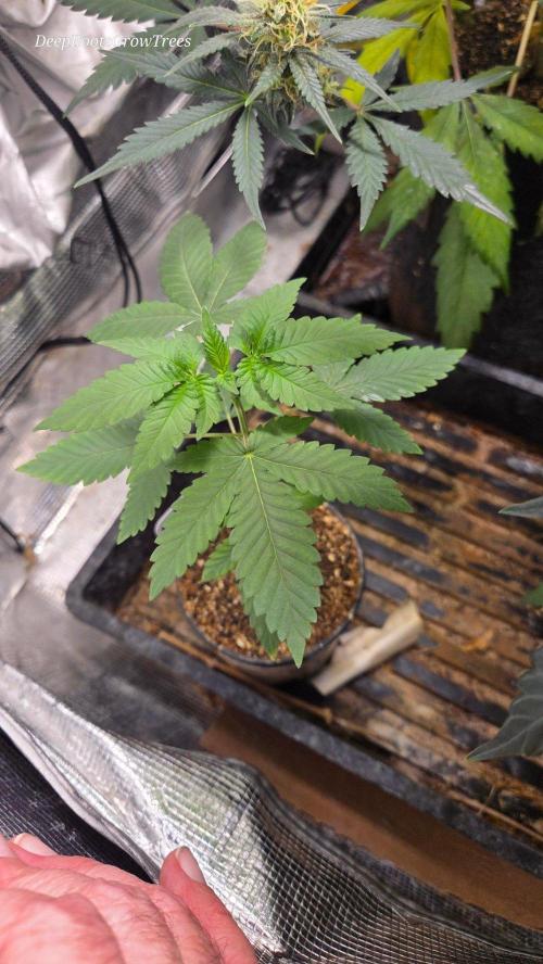 SKUNK #1 AUTOMATIC PLANT B. Week 4