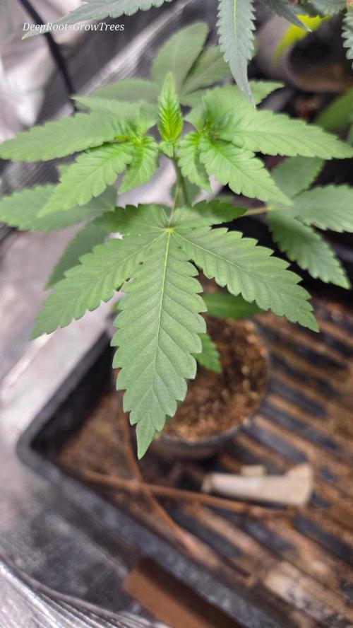 SKUNK #1 AUTOMATIC PLANT B. Week 4