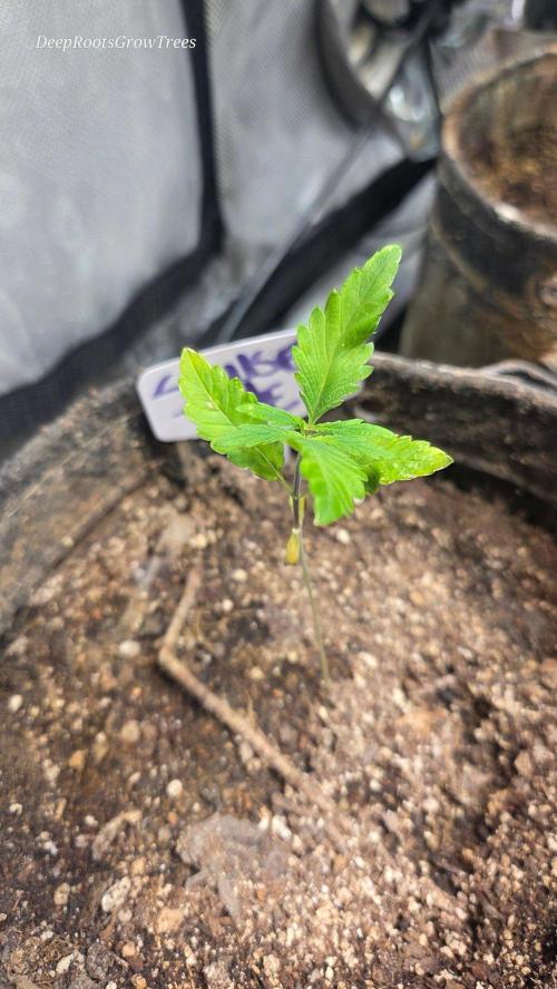 SUNSET 🌅 SHERBERT  GO FAST. Week 1