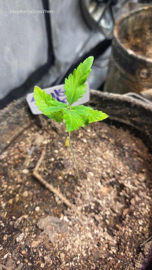 SUNSET 🌅 SHERBERT  GO FAST. Week 1